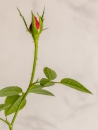 MG_7939-Editar