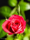 MG_8516-Editar