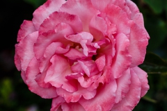 Rosas