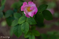 Rosa complicata