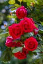Rosa Dr. Andry