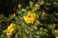 Rosa Pimpinellifolia