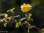 Rosa Double Yellow
