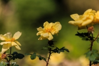 Rosa Double Yellow