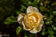MG_1399-Editar