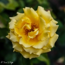 Condesa de Barcelona