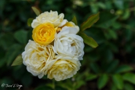 Comtesse Du Barry