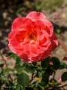 Elizabeth of Glamis
