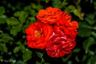 Rusticana