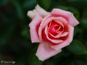 Poesie