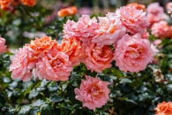 Adalocop