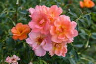 Horsholm city rose