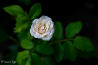 MG_3897