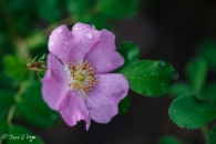 Rosa pendulina