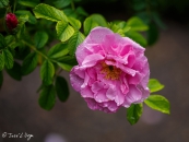 Rosa Sarah Van Fleet