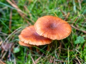 MG_0117