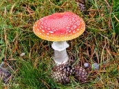 MG_0147