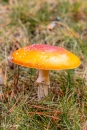 MG_0161-Editar