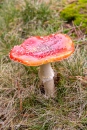 MG_0203