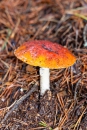 MG_9765