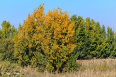 Titulcia