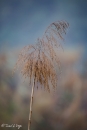 mg_4498_22731093900_o