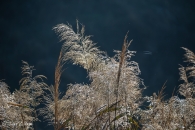 mg_4556_22893111356_o