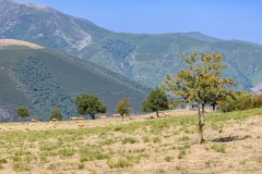 J5A7129-20260811