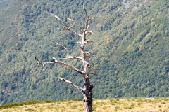J5A7135-20260811