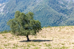 J5A7138-20260811