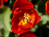 MG_5677