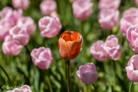 Tulipa Pink Diamond