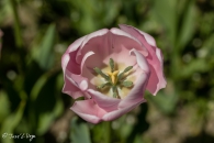 Tulipa Pink Diamond