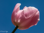 Tulipa Pink Diamond