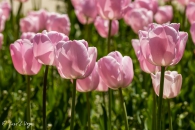 Tulipa Pink Diamond