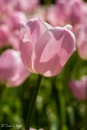 Tulipa Pink Diamond