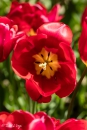 Tulipa Red Georgette