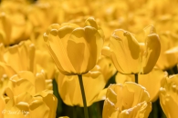 Tulipa Golden Apeldoorn