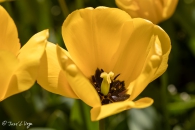 Tulipa Golden Apeldoorn