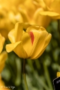 Tulipa Golden Apeldoorn