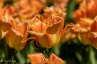 Tulipa Orange Emperor