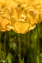 Tulipa Golden Apeldoorn