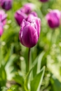 Tulipa Blue Amiable
