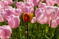 Tulipa Pink Diamond