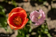Tulipa Orange Emperor