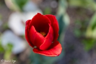 Tulipa Red Georgette