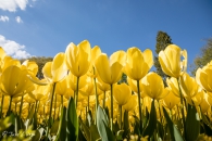 Tulipa Golden Apeldoorn