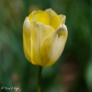 Tulipa Orleans