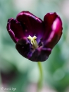 Tulipa Alibi
