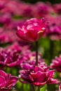 MG_9055